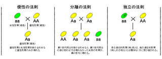 メンデルの法則