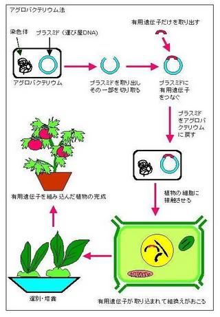 アグロバクテリウム