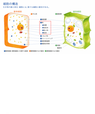 核
