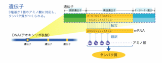 タンパク質合成