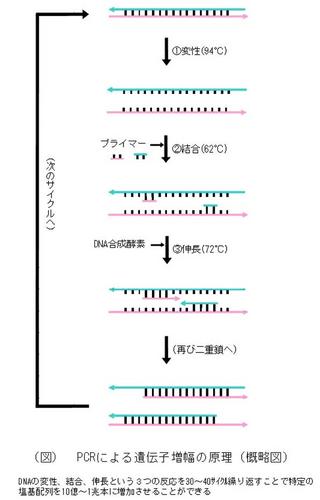 PCR