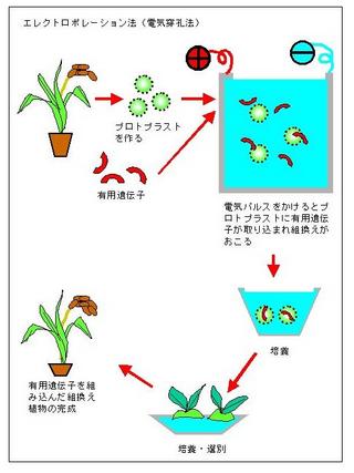 電気穿孔法