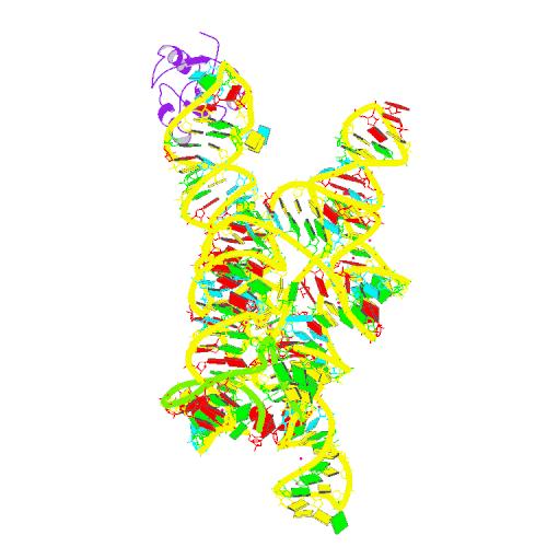 自己スプライシングRNA