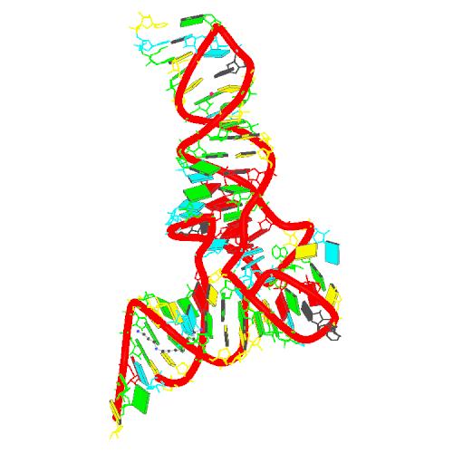tRNA