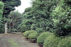 その他の樹木畑（庭木）の画像