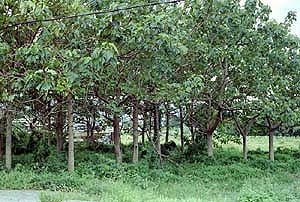 その他の樹木畑（桐）の画像