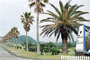 ヤシ科樹林の画像