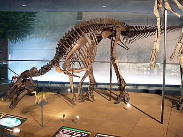 エドモントサウルスの全身骨格