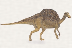 オウラノサウルスの復元模型