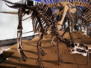 プロバクトロサウルスの全身骨格