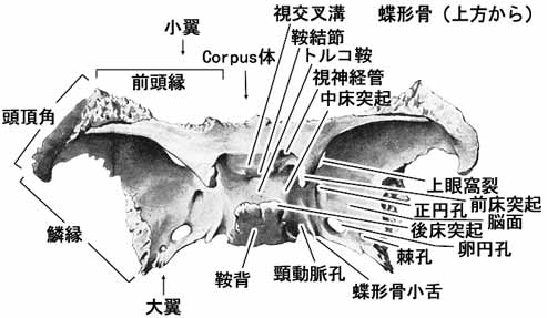A02105001a.jpg (22949 バイト)