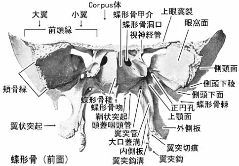 A02105001b.jpg (28494 バイト)