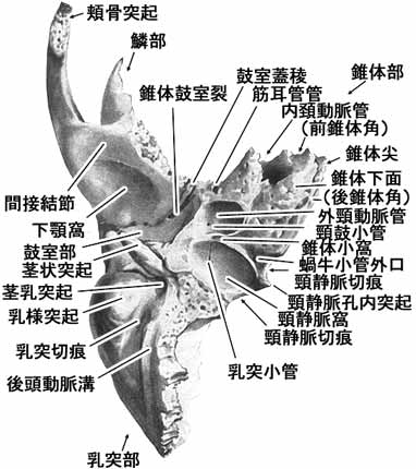 A02106001c.jpg (29070 バイト)