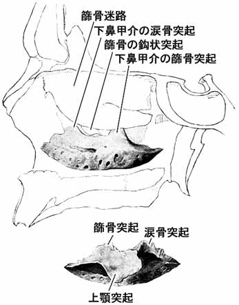 A02108001.jpg (19536 バイト)