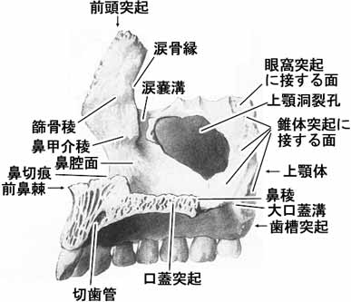 A02112001b.jpg (18390 バイト)