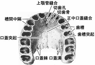 A02112001c.jpg (14369 バイト)