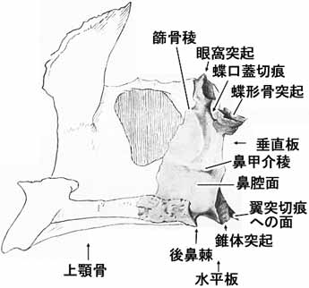 A02113001a.jpg (14360 バイト)