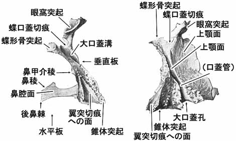 A02113001b.jpg (20684 バイト)