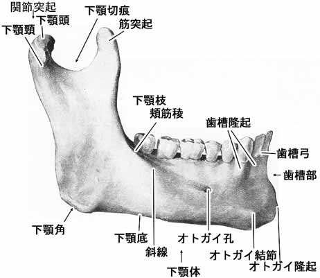A02115001b.jpg (18723 バイト)