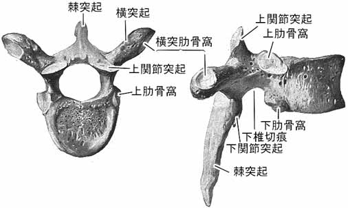 A02203001.jpg (18950 バイト)