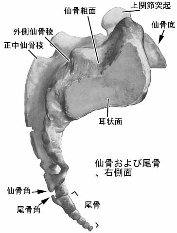 A02205001e.jpg (17132 バイト)