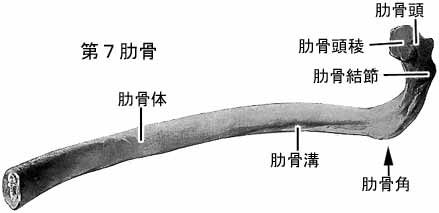 A02302001b.jpg (9125 バイト)