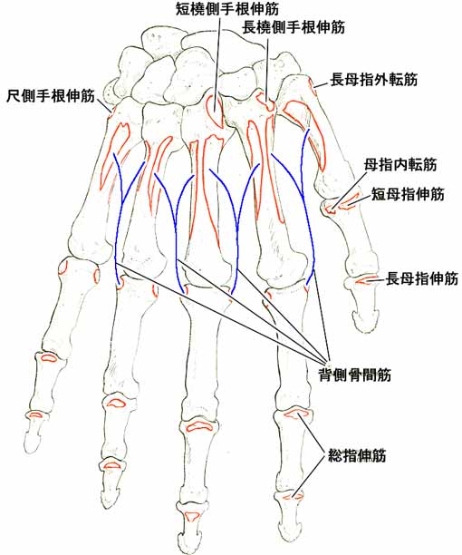 A02407001d.jpg (34528 バイト)