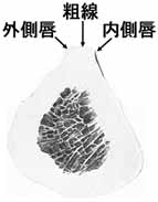 A02504001f.jpg (3535 バイト)