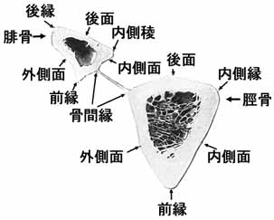 A02506001a.jpg (9447 バイト)