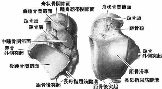 A02510001a.jpg (23847 バイト)