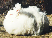 sheeo01.jpg