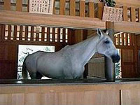 神馬クン