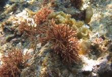ガラガラ　生態写真２