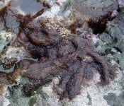 ケイギス　生態写真２
