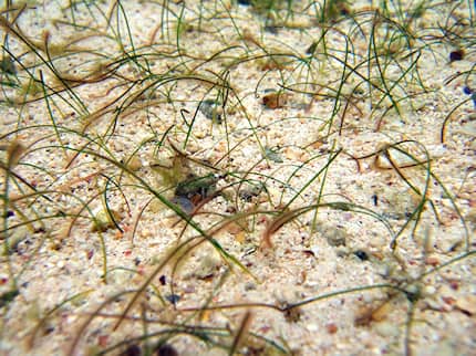 マツバウミジグサ　生態写真