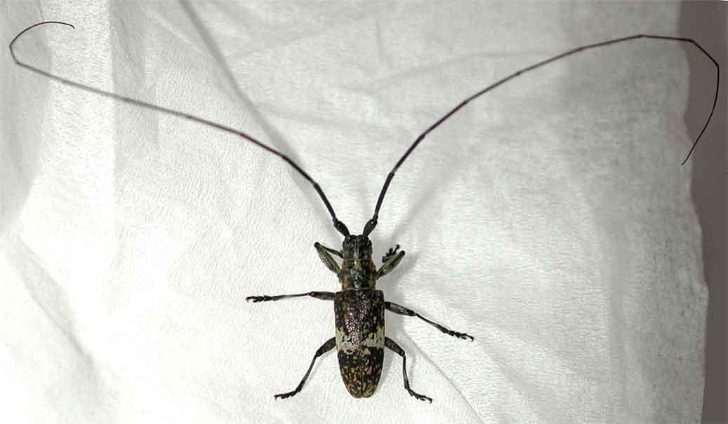 アマミヒメヒゲナガカミキリ
