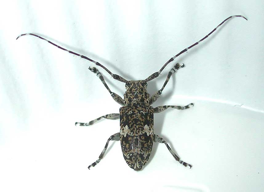 アマミコウノゴマフカミキリ