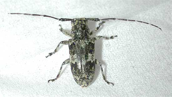 アマミコウノゴマフカミキリ