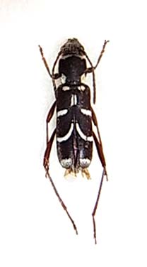 アマミズマルトラカミキリ徳之島亜種