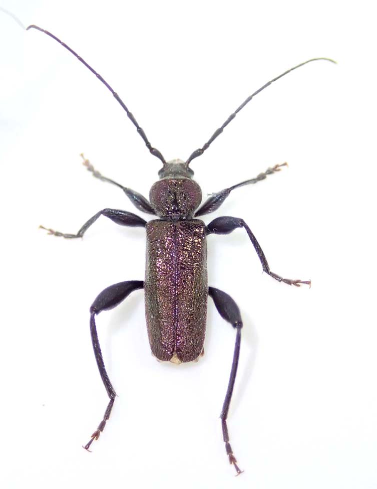 アオヒメスギカミキリ