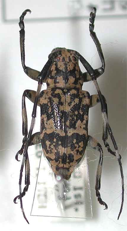 アシナガゴマフカミキリ
