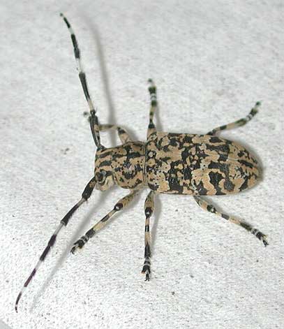 アシナガゴマフカミキリ