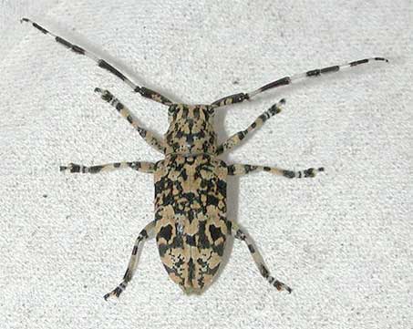 アシナガゴマフカミキリ