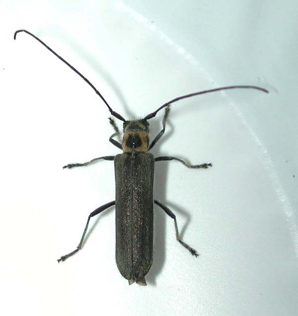 チチブニセリンゴカミキリ
