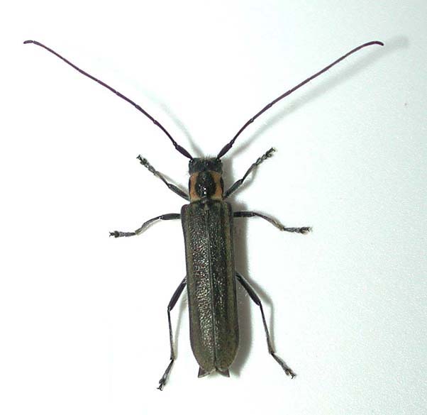 チチブニセリンゴカミキリ
