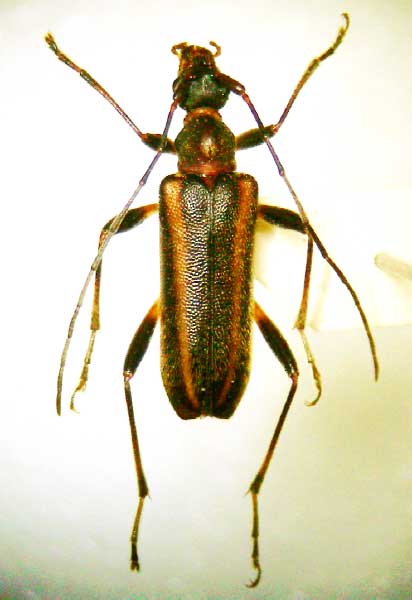 ヒミコヒメハナカミキリ西九州亜種