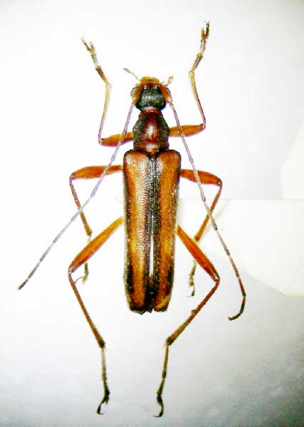 ヒミコヒメハナカミキリ西九州亜種