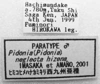 ヒミコヒメハナカミキリ西九州亜種