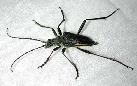 キベリカタビロハナカミキリ