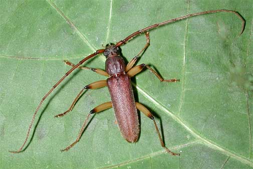 ムネスジウスバカミキリ九州南部亜種